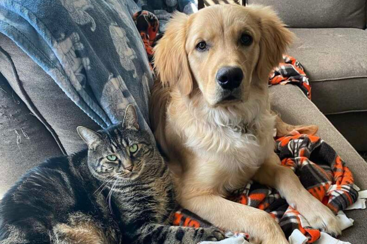 Milo, il gatto che ogni giorno chiude il cane Beckham nella gabbia: non vuole averlo sempre intorno