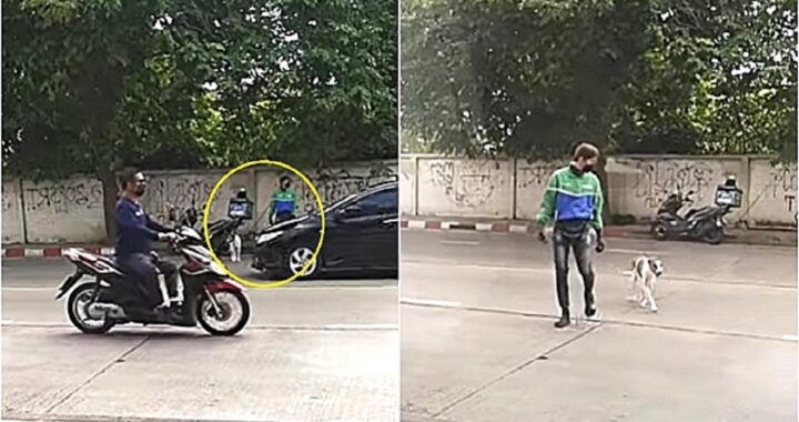 Motociclista aiuta il cane