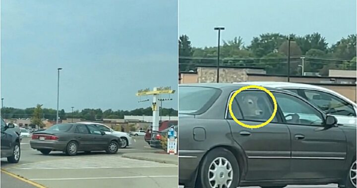 Mucca in auto in fila da McDonald's