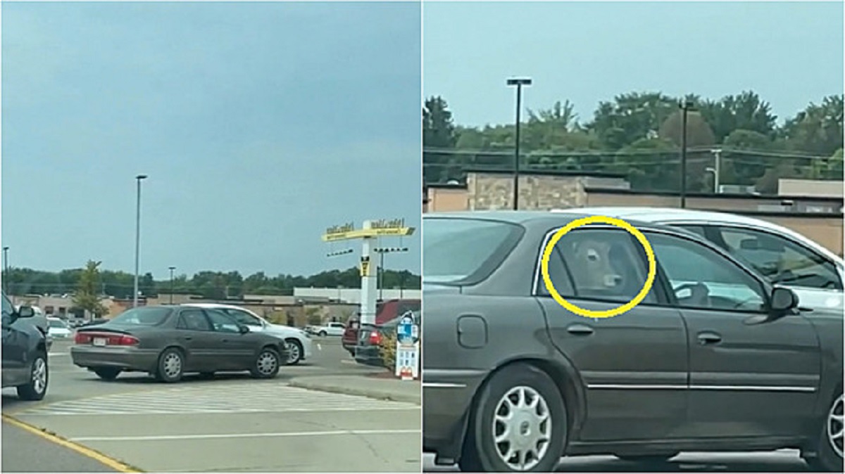 Cow in a car in a row at McDonald's