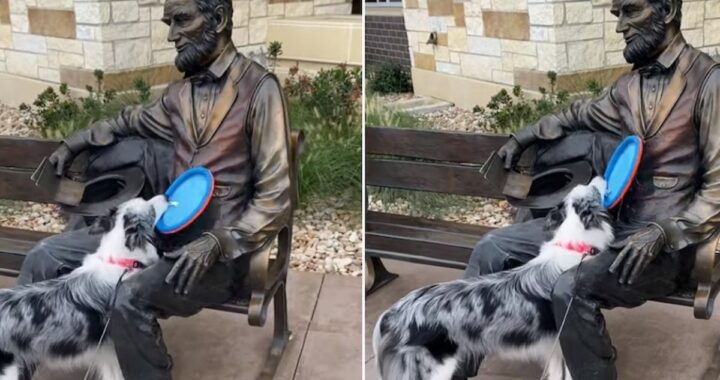 nova statua
