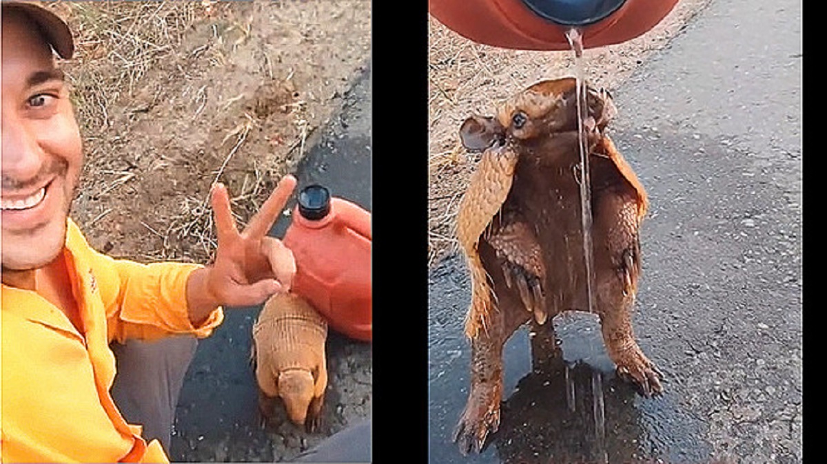 Trova un’insolito animale in mezzo alla strada e decide di rinfrescarlo versandogli un po’ di acqua (VIDEO)