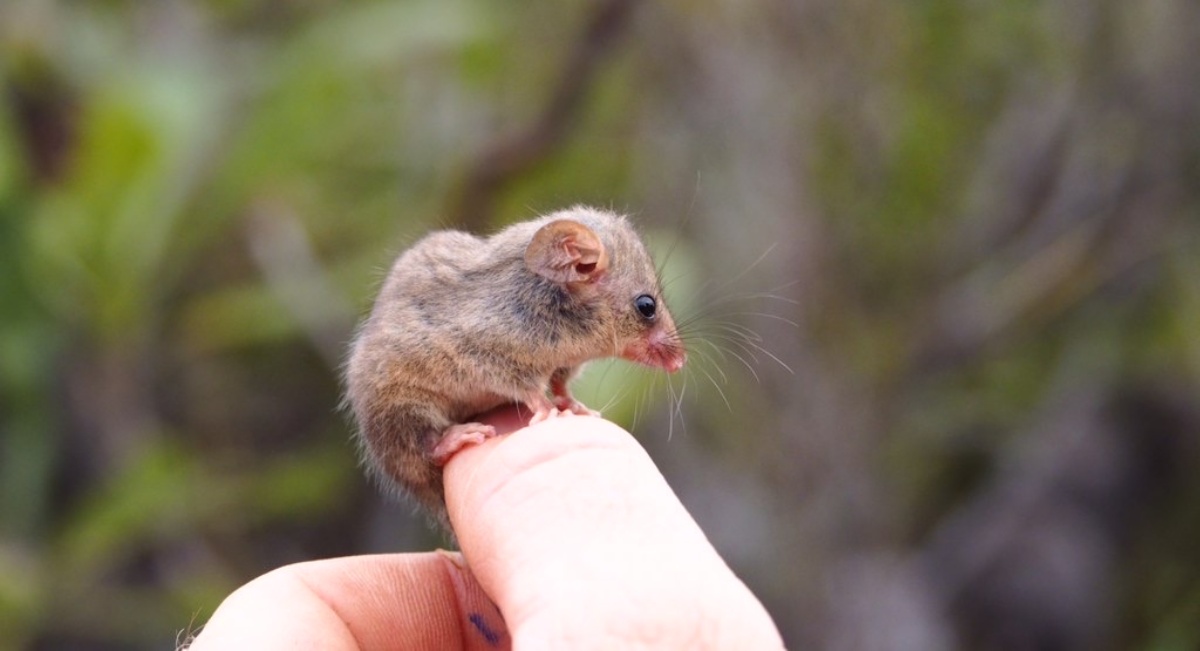 opossum pigmeo ritrovato in Australia