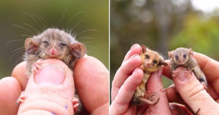 opossum pigmeo ritrovato in Australia