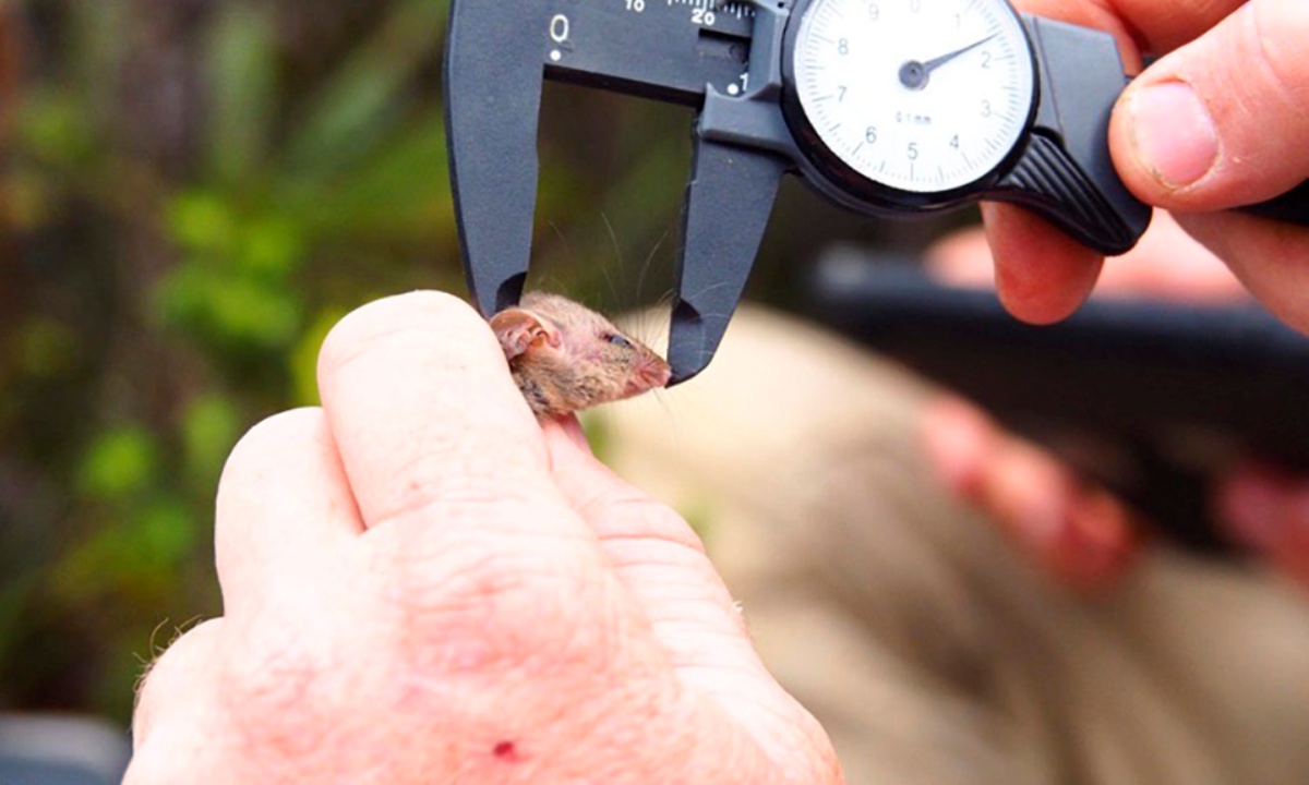 opossum pigmeo ritrovato in Australia