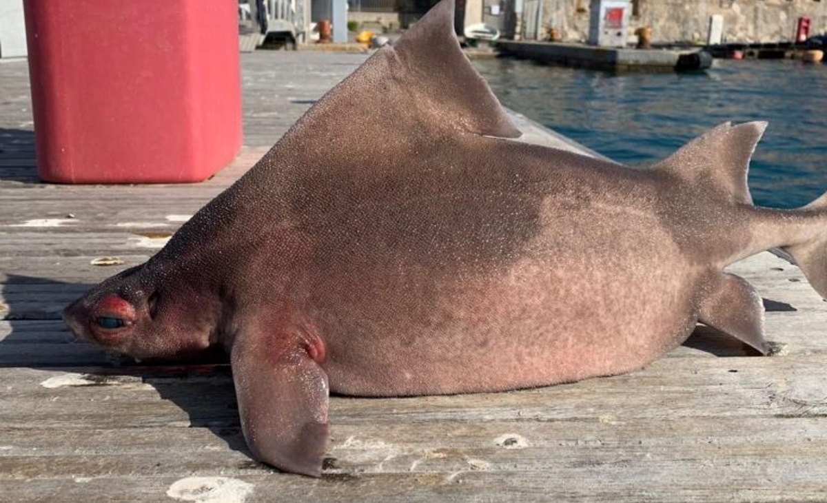 Trovato un esemplare di pesce porco