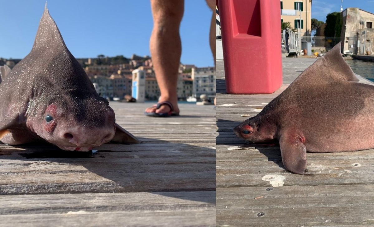 Trovato un esemplare di pesce porco