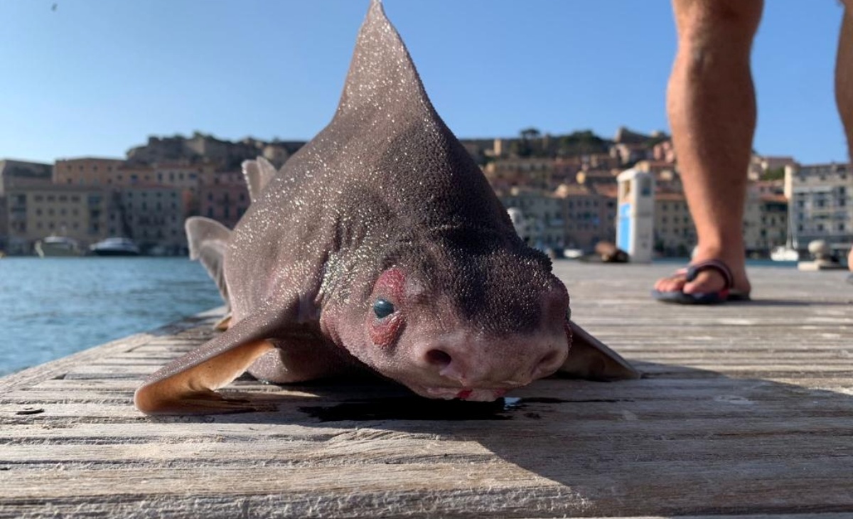 Trovato un esemplare di pesce porco 