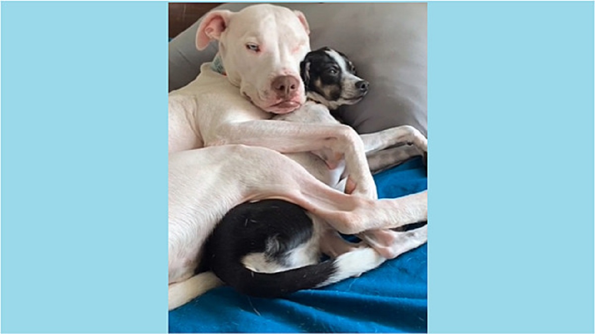 Pitbull cieco e sordo abbraccia un chihuahua, il suo grande sostegno