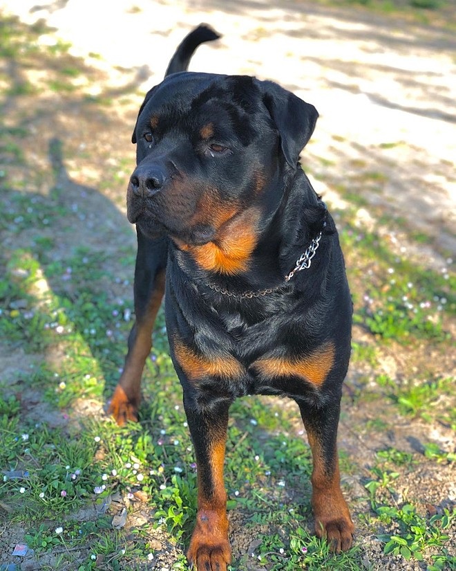 Axel il Rottweiler