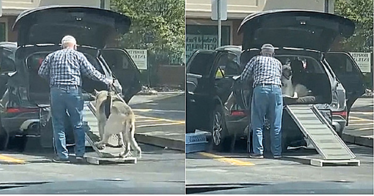 Rampa per il cane anziano