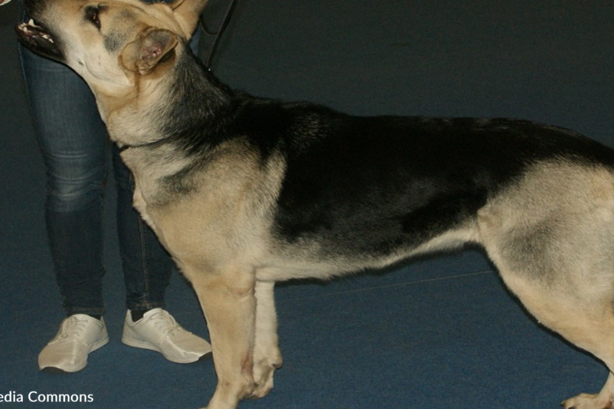Donna salva la piccola Rumba, la cagnolina trovata abbandonata e in gravi condizioni in una discarica