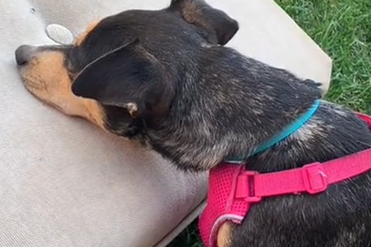 La reazione della piccola Susie, quando vede per la prima volta il suo cuscino