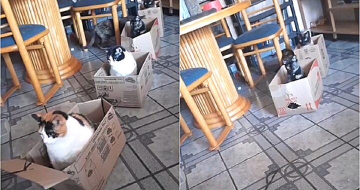 Treno fai da te per i gatti