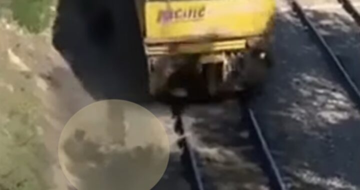 il video falso di un uomo che salva un cane