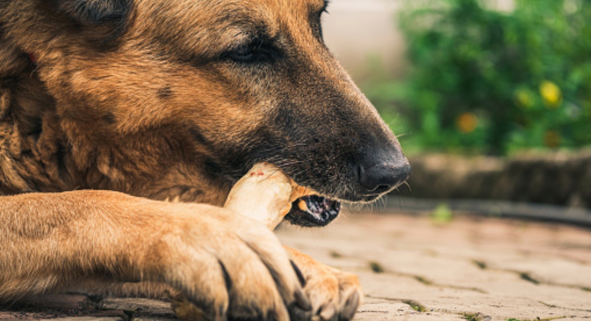 10 cose che i cani mangiano