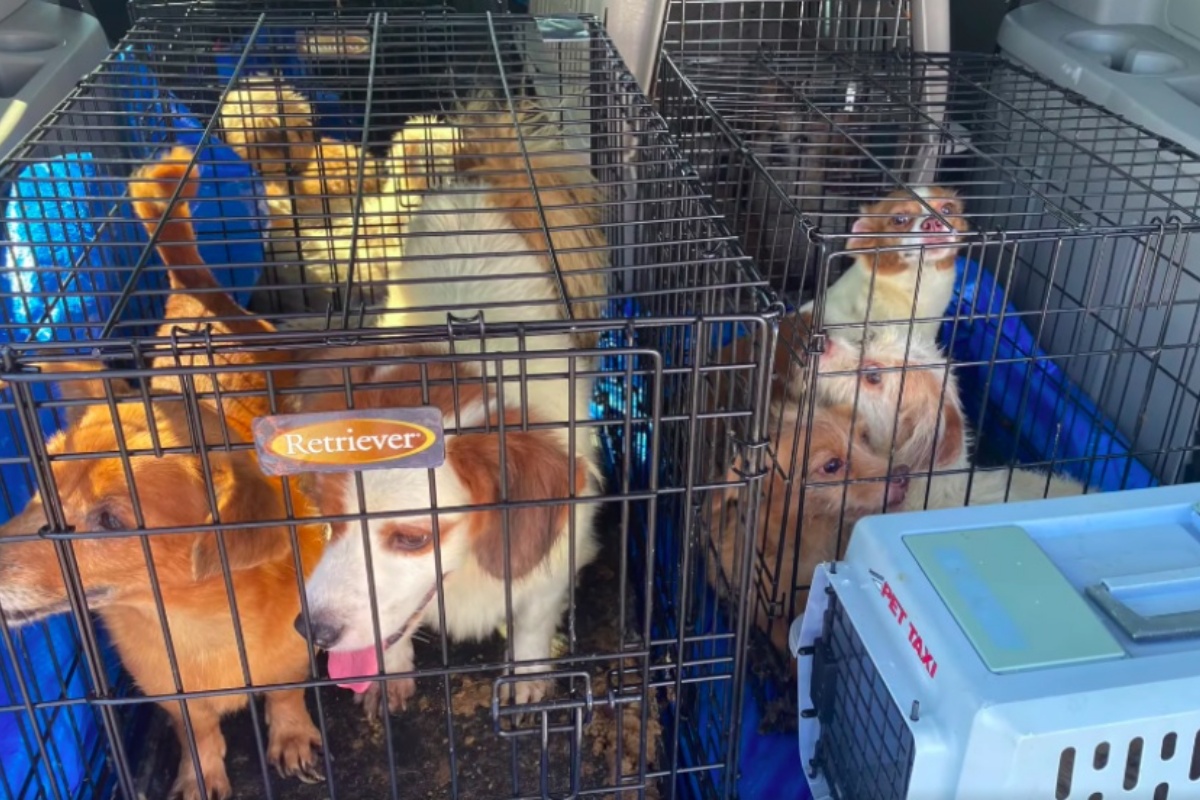 45 dogs rescued