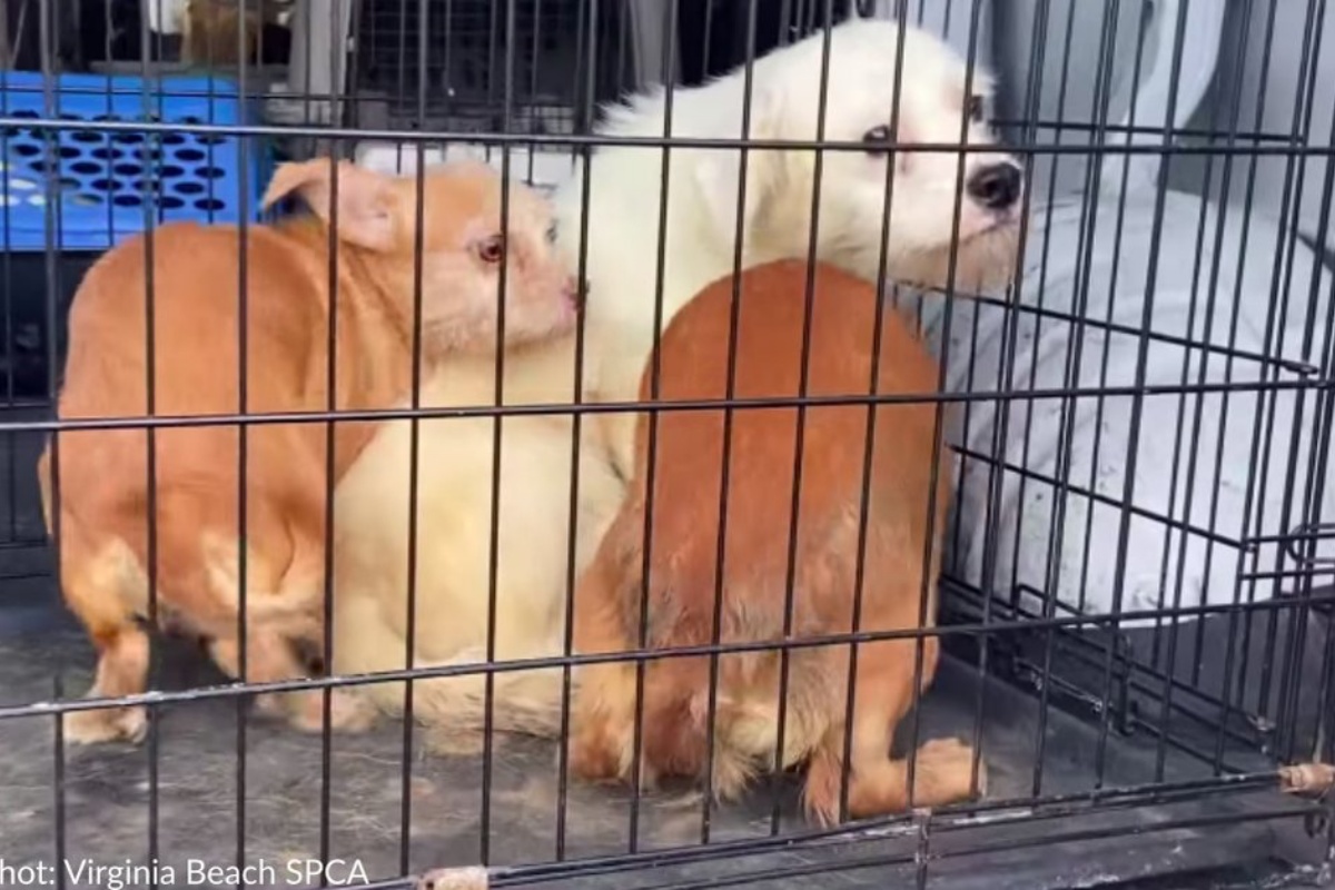 Hanno salvato la vita di 45 cani chiusi in un’abitazione, ma ora i volontari chiedono aiuto