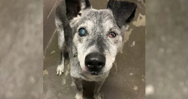 La storia del cane Ace