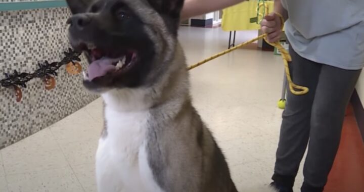 L'abbandono di una cucciola di Akita