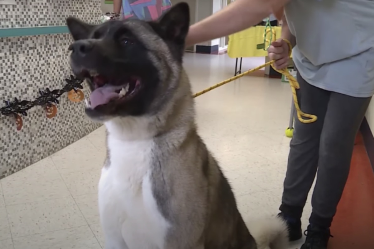 L'abbandono di una cucciola di Akita