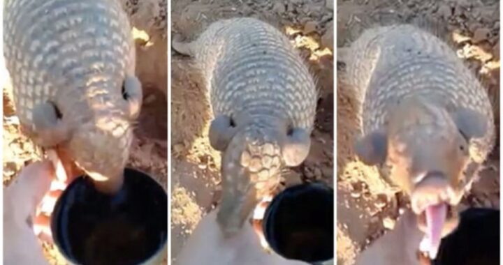 La gratitudine di un armadillo