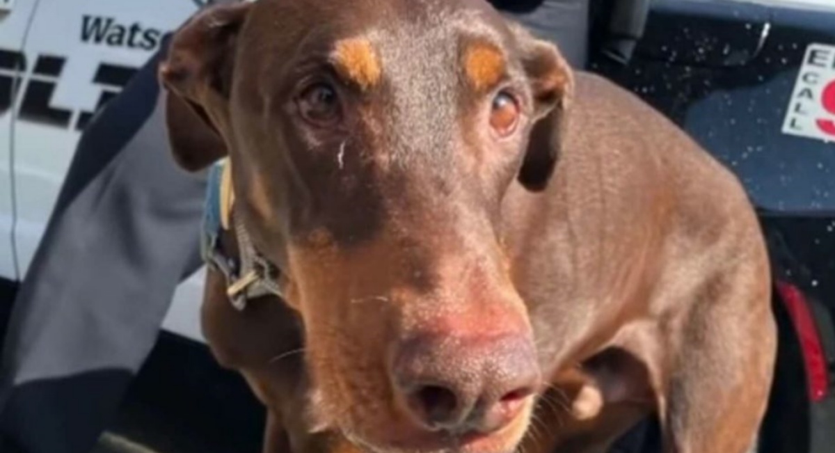 Il video del cane Arrow