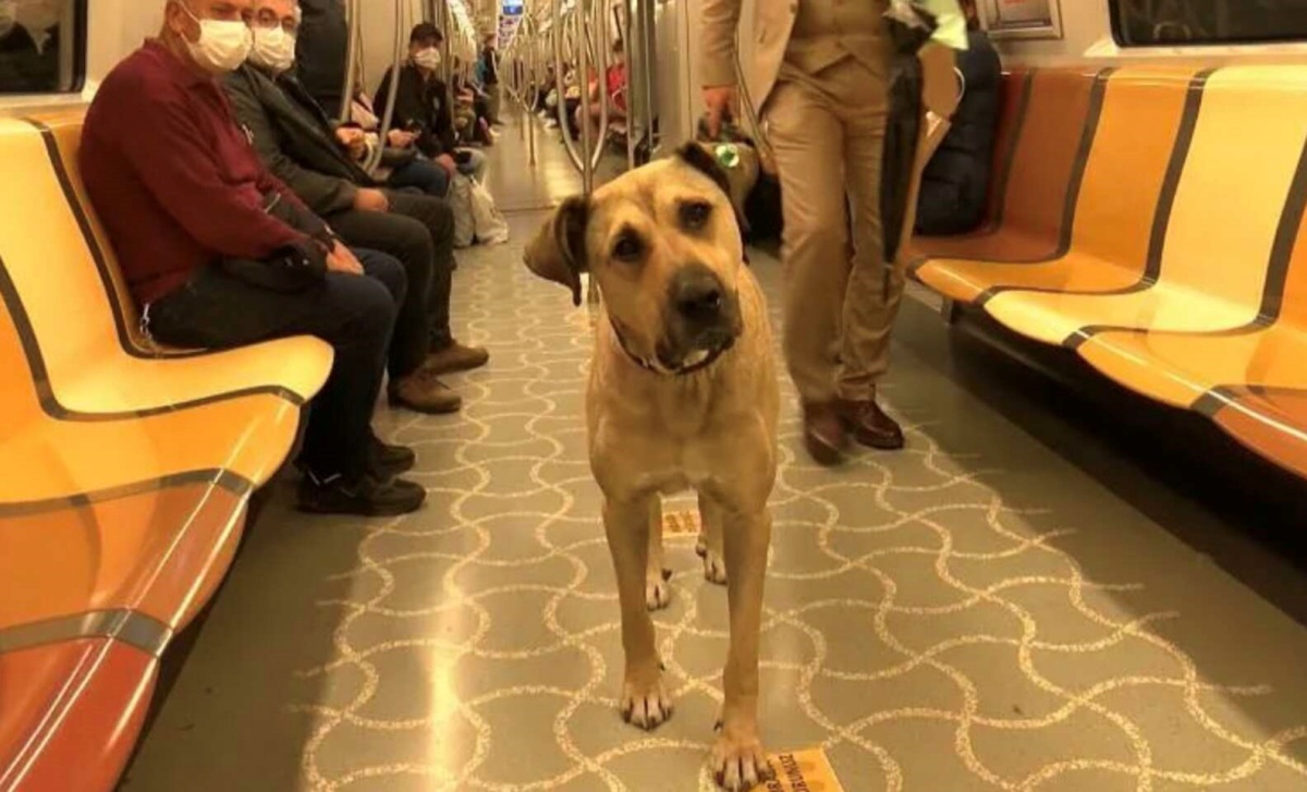 Boji, la celebrità dei mezzi pubblici di Istanbul