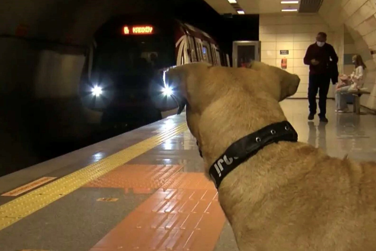 Boji, il cagnolino che vive sui mezzi pubblici di Istanbul