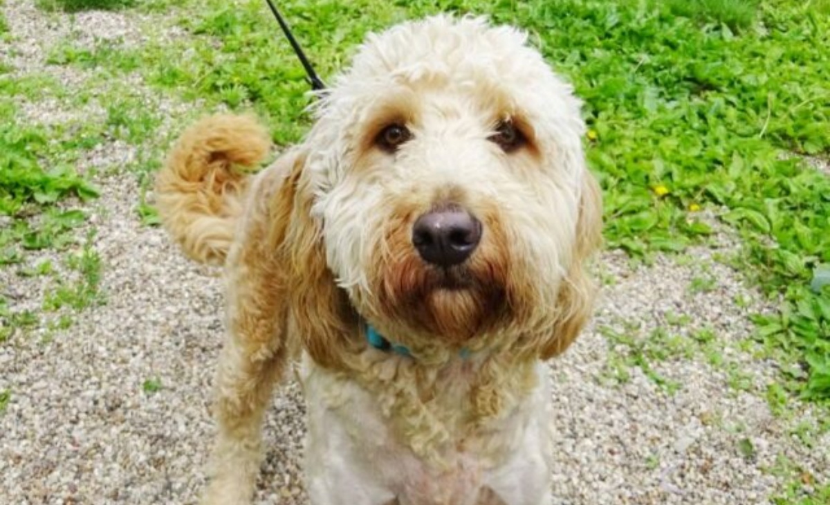 Abbandonato in una scatola di cartone, Buddy ora è felice nella sua nuova casa
