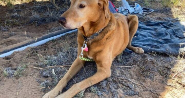 La riunione di un cucciolo sopravvissuto tre giorni nel deserto