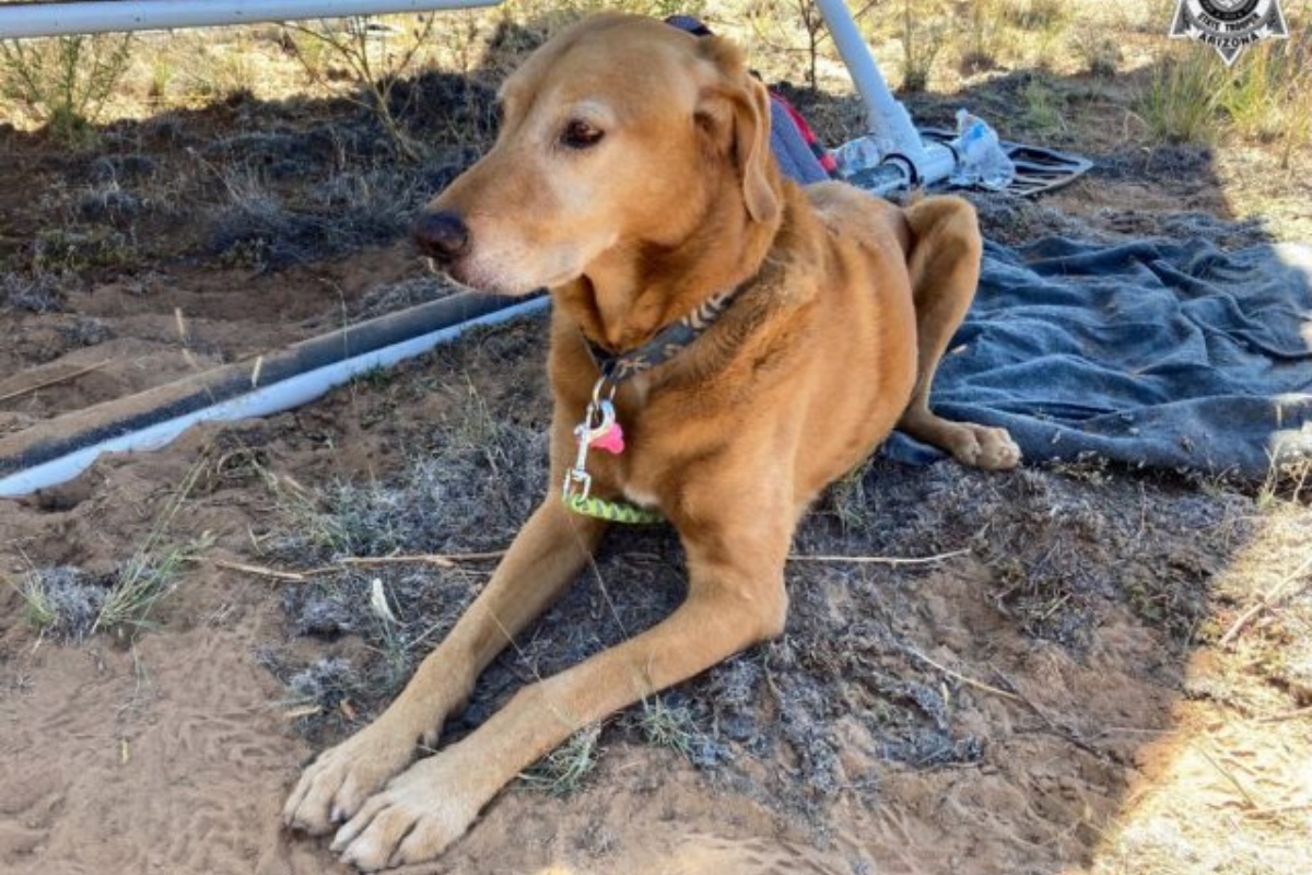 La riunione di un cucciolo sopravvissuto tre giorni nel deserto