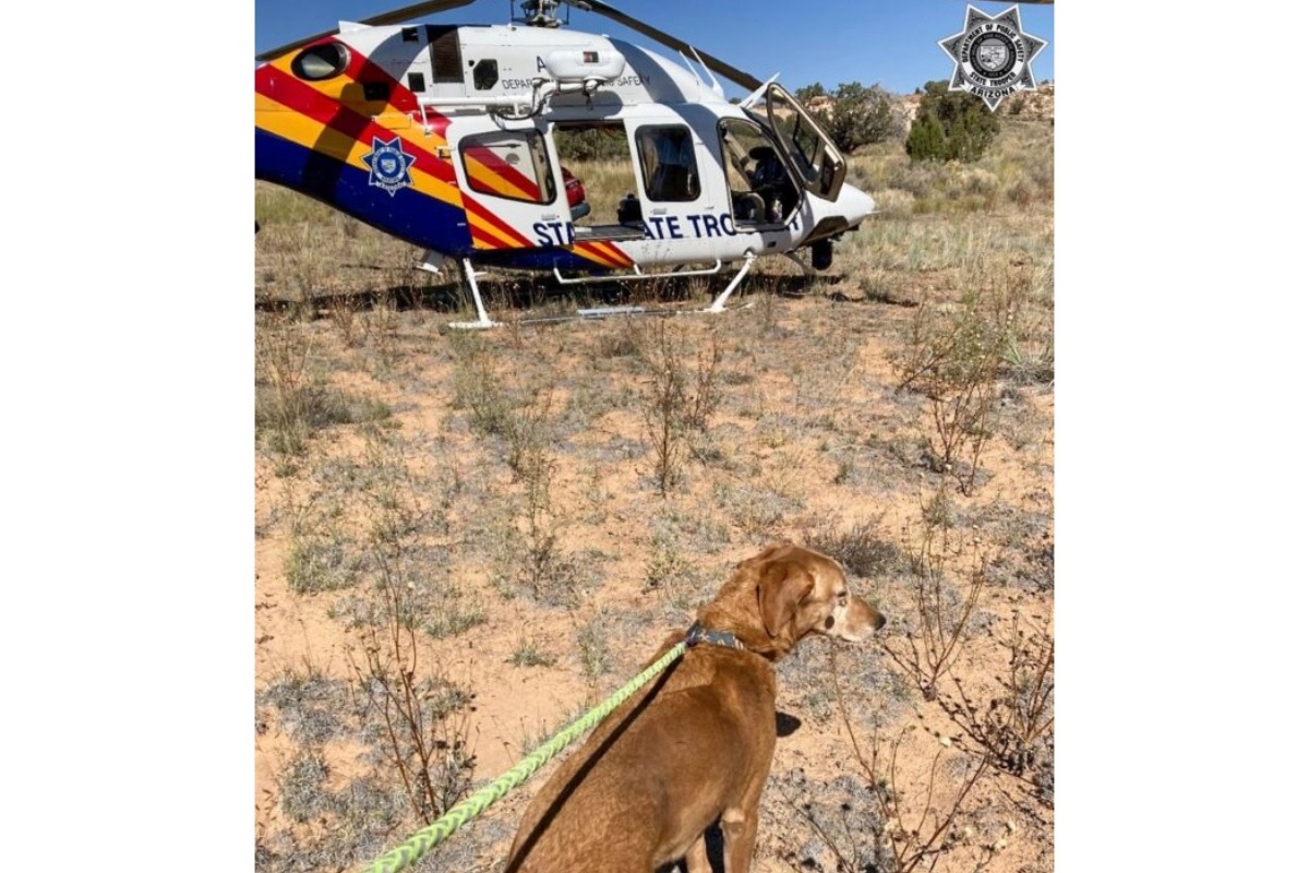 La riunione di un cucciolo sopravvissuto tre giorni nel deserto