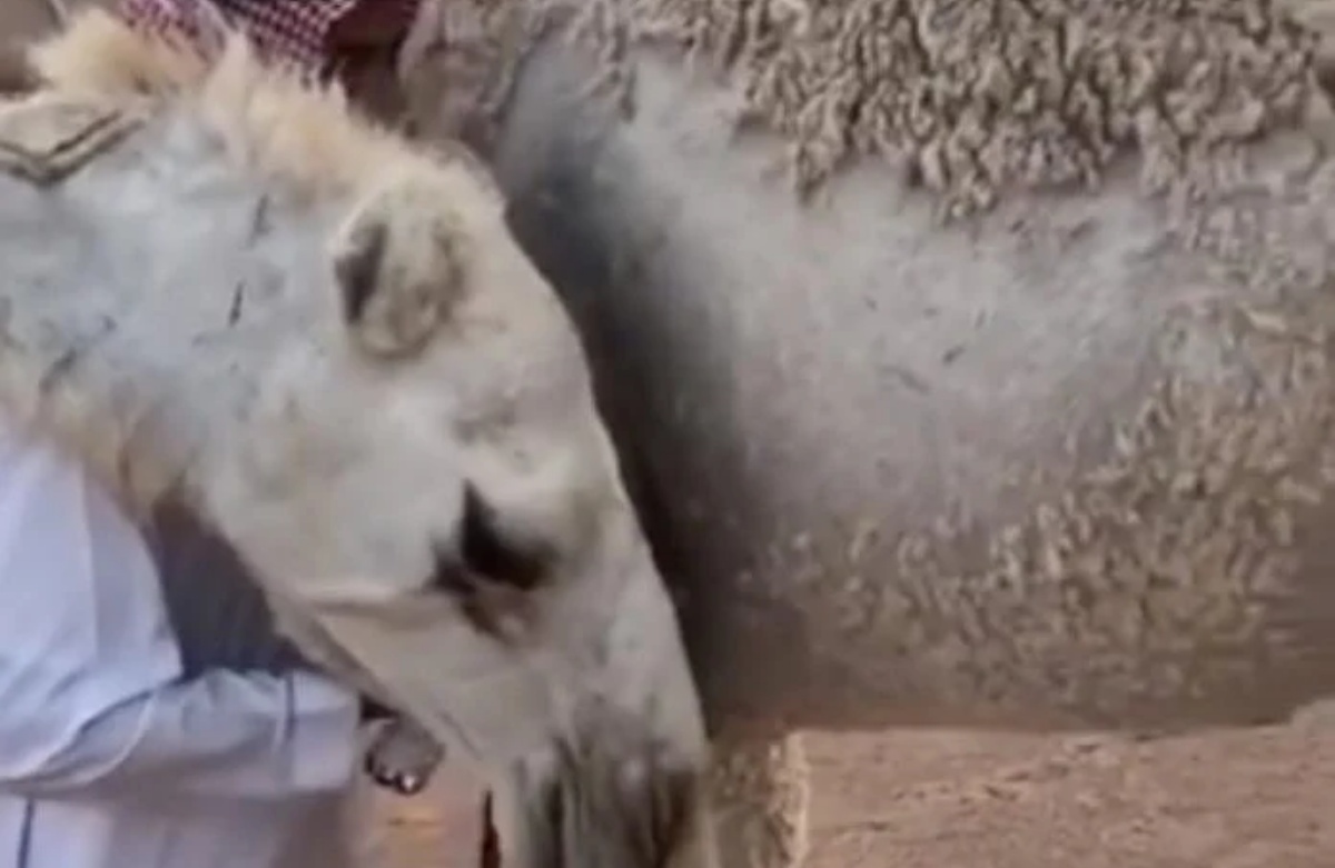 Il cammello conforta il suo amico umano