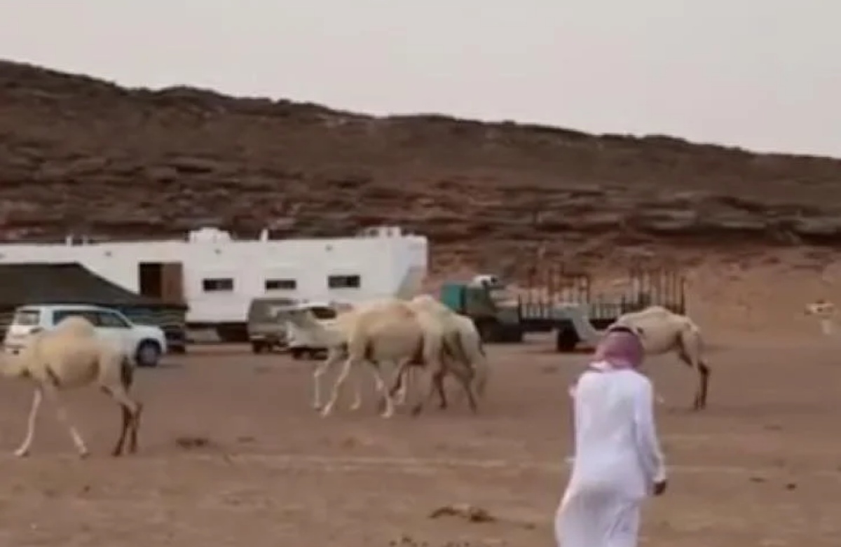 Il cammello conforta il suo amico umano 