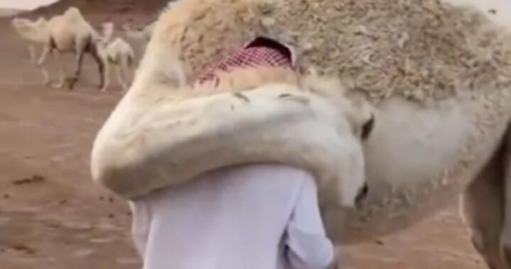 Il cammello conforta il suo amico umano