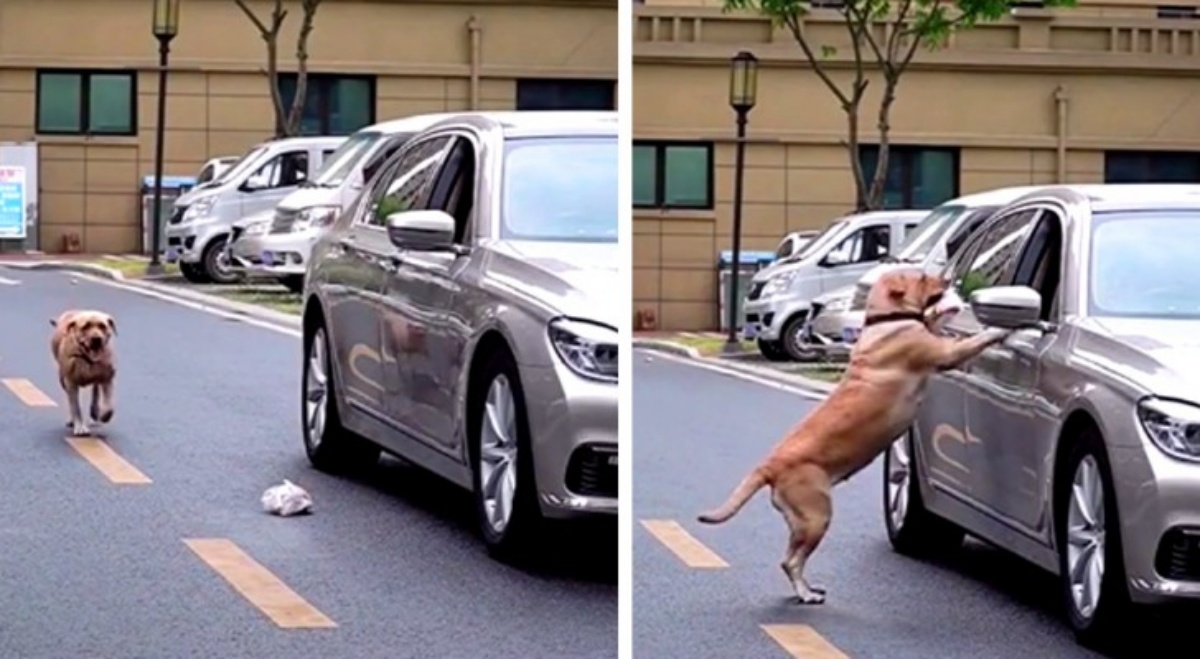 Cane da una lezione ad un uomo maleducato