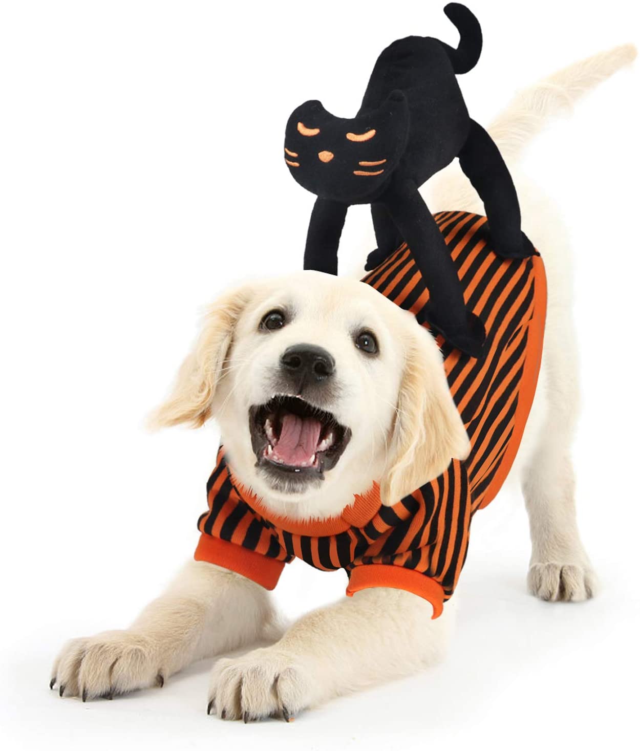 Cappottino di Halloween per cani di piccola taglia con peluche di gatto nero sulla schiena