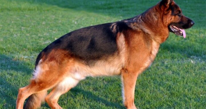 Cerva trova protezione nel suo nuovo amico cane