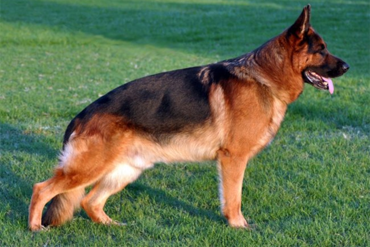 Cerva trova protezione nel suo nuovo amico cane