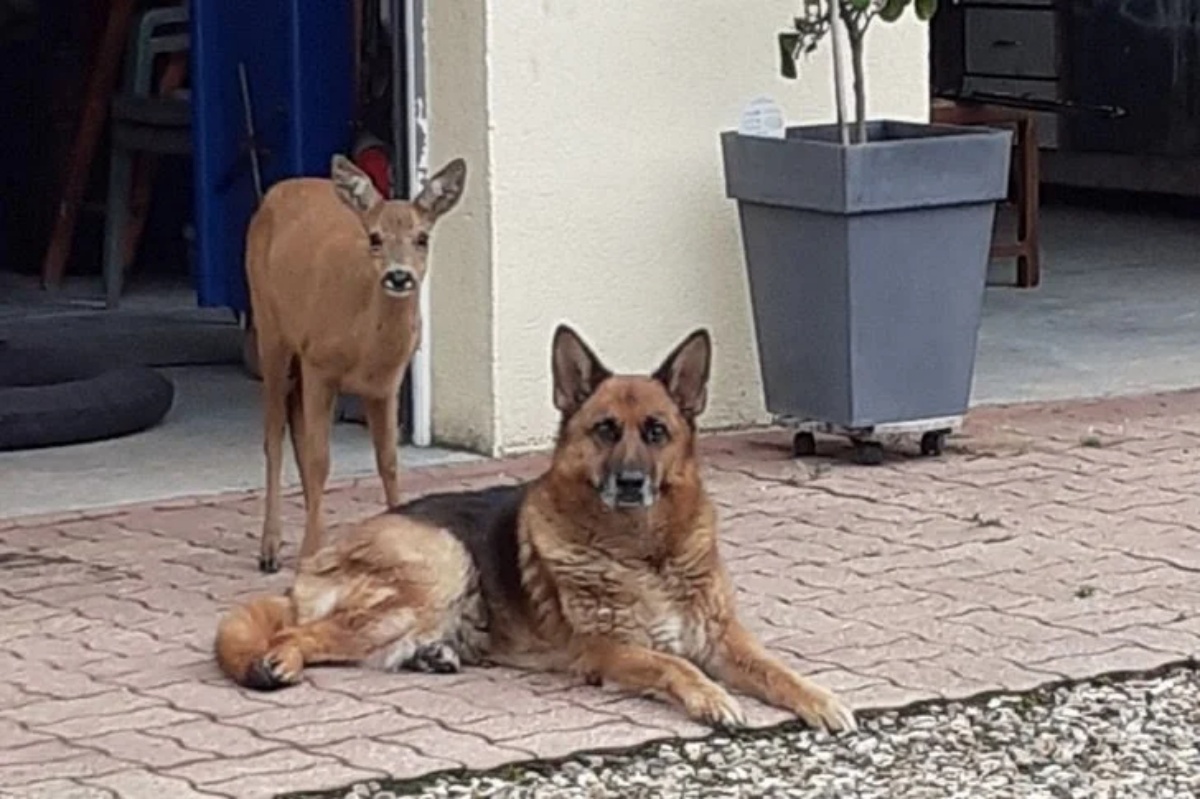 Cerva trova protezione nel suo nuovo amico cane