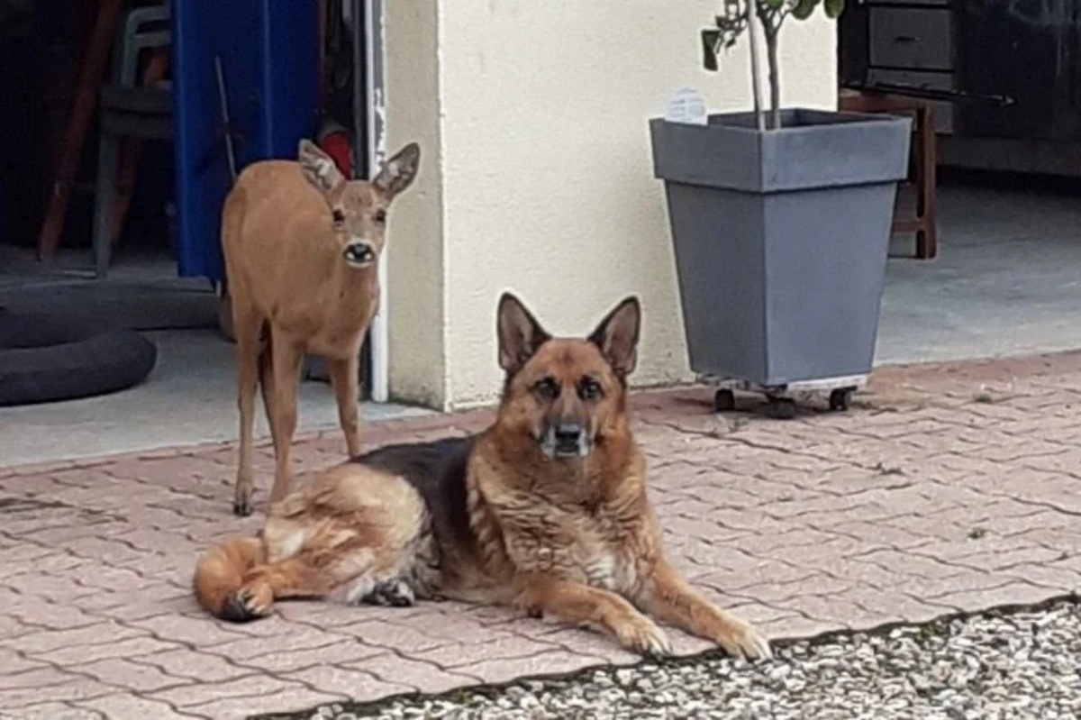 Cerva trova protezione nel suo nuovo amico cane