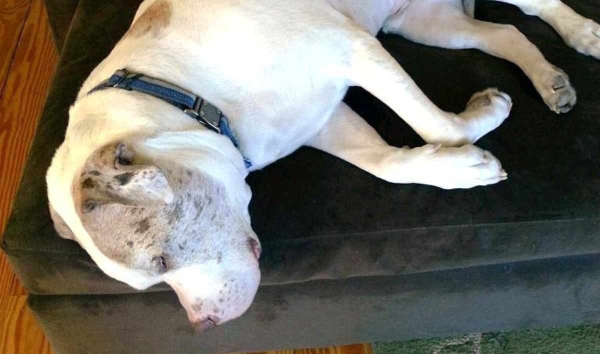 Charlie, il cane che conforta e abbraccia tutti i cuccioli bisognosi