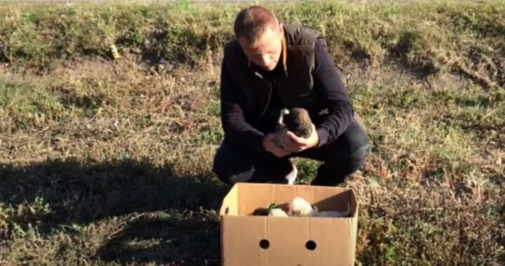 Il salvataggio di 7 cuccioli abbandonati