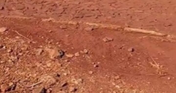 Daniel, camionista salva tre cuccioli abbandonati