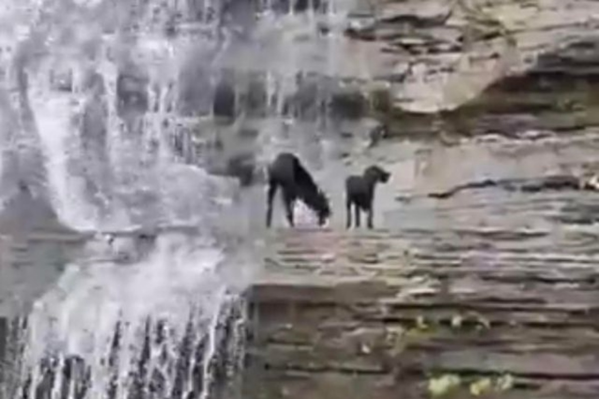 Il salvataggio di due cani bloccati sulla cascata