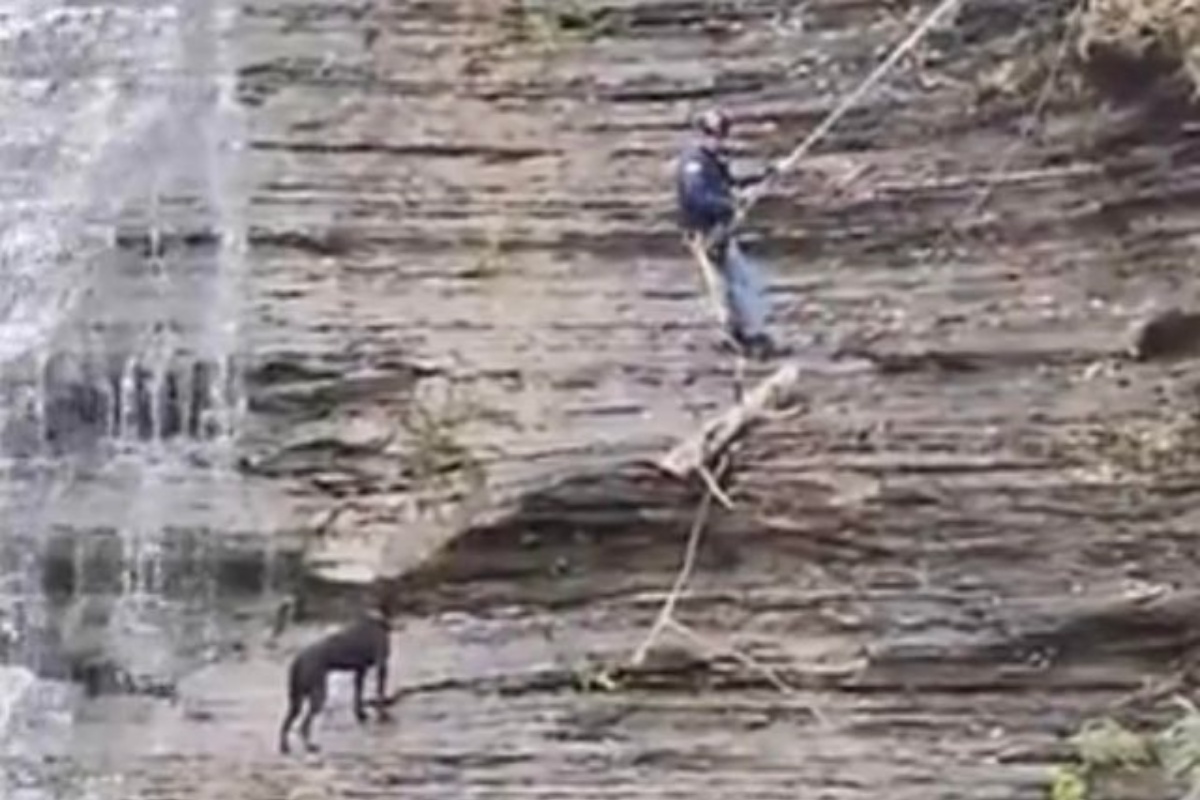 Il salvataggio di due cani bloccati sulla cascata