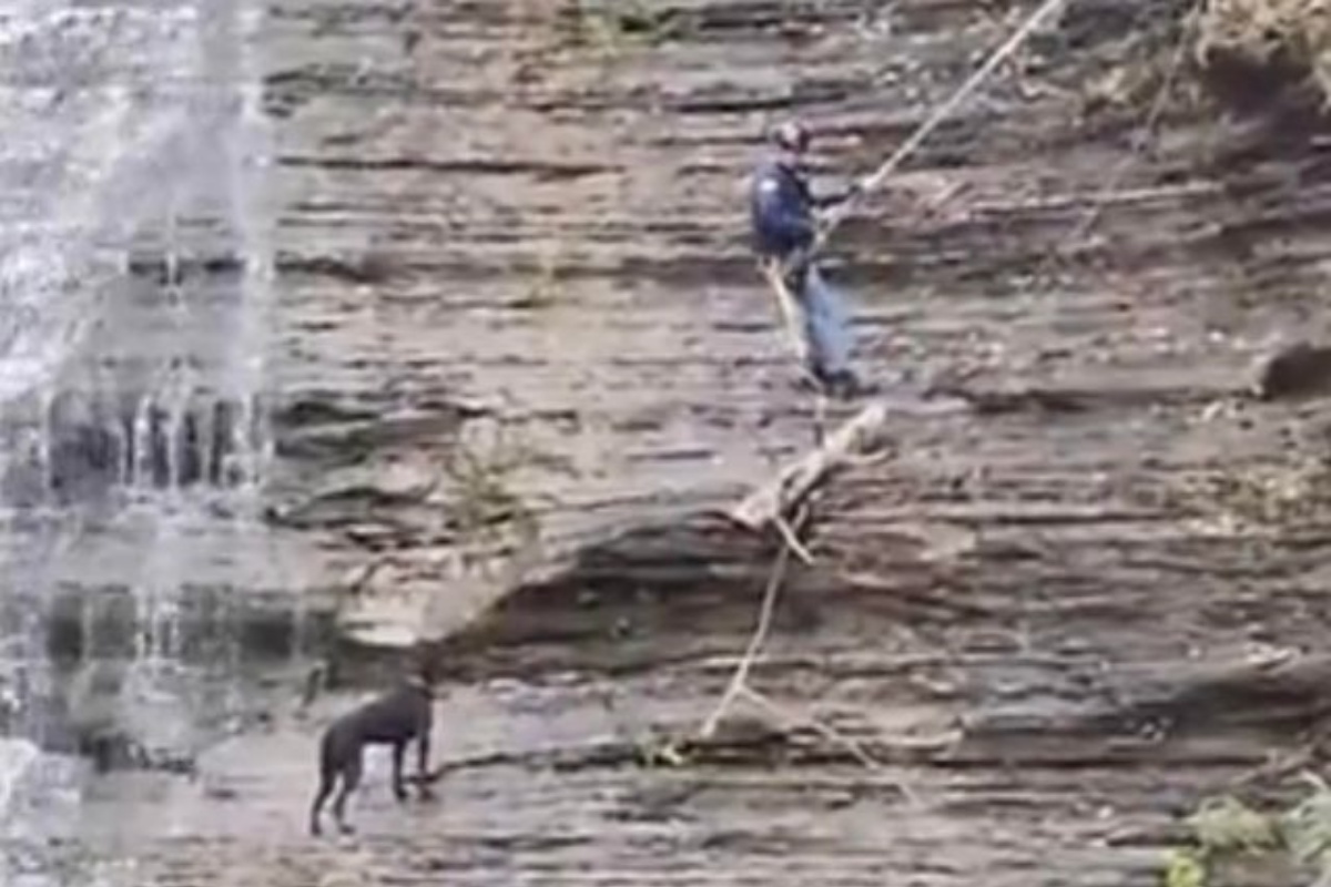 The rescue of two dogs stranded on the waterfall