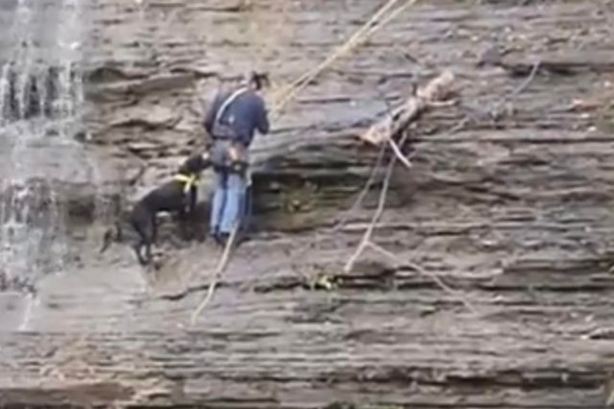 The rescue of two dogs stranded on the waterfall