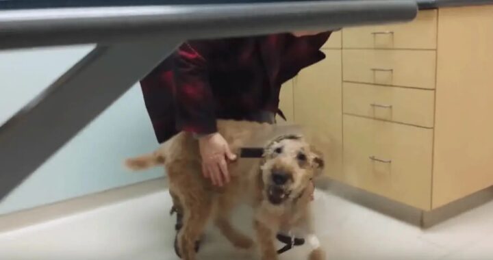 Il commovente video del cane Duffy